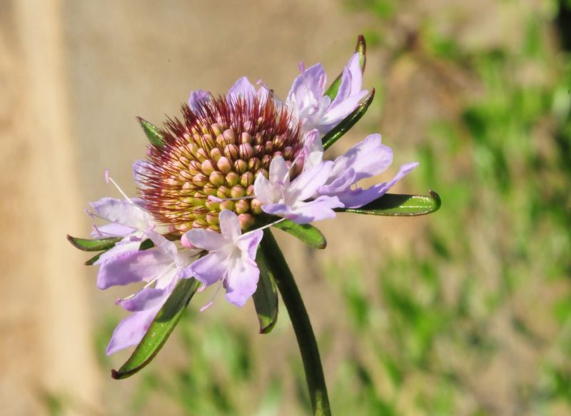 Sixalix atropurpurea / Vedovina marittima